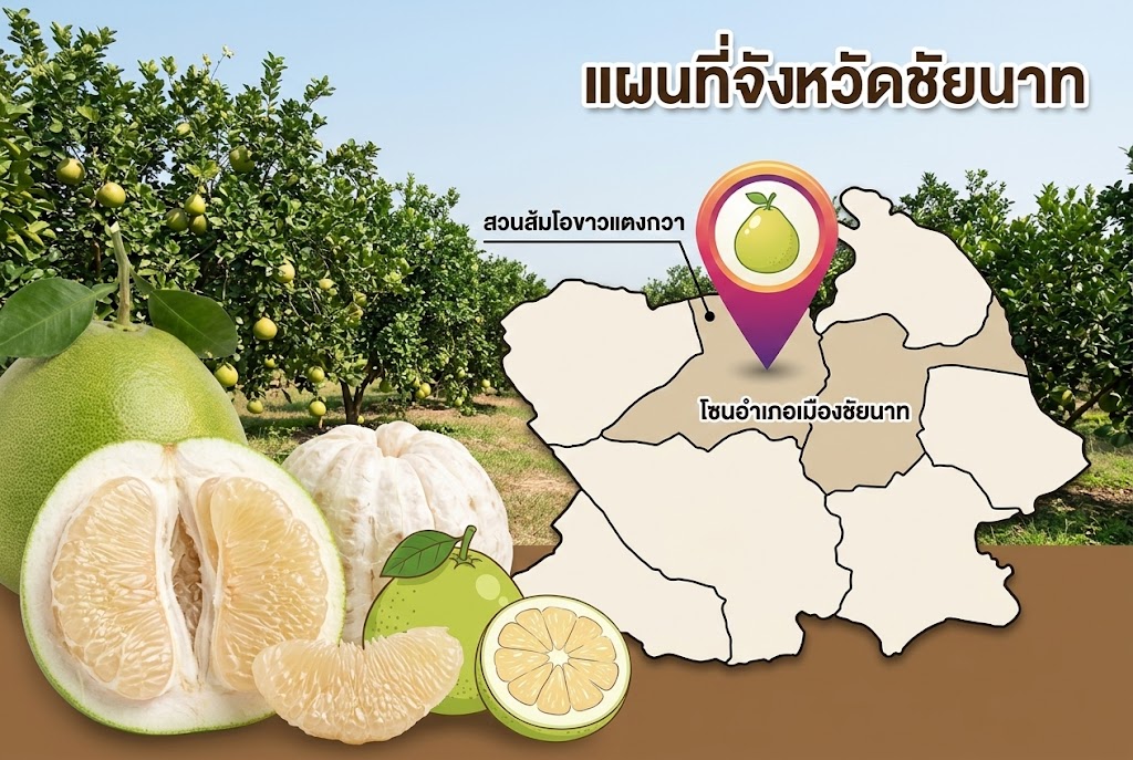 สวนส้มโอลุงวัน (สุจินดา) (นางสุจินดา อินยาสิงห์)